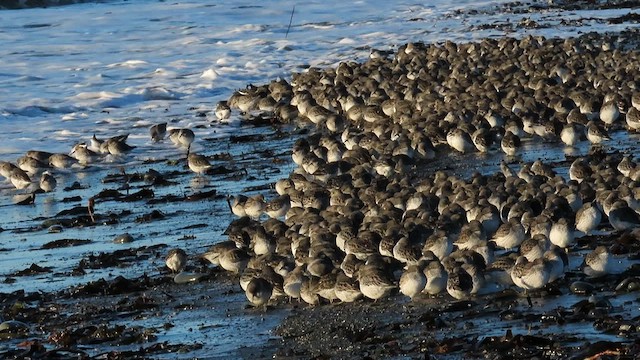 Берингийский песочник - ML647419085