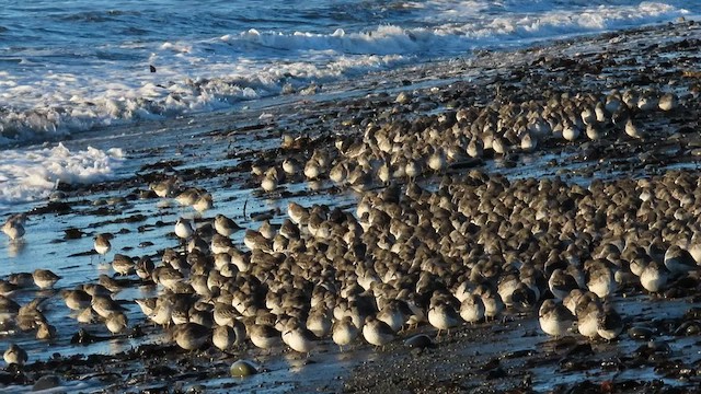 Берингийский песочник - ML647419086