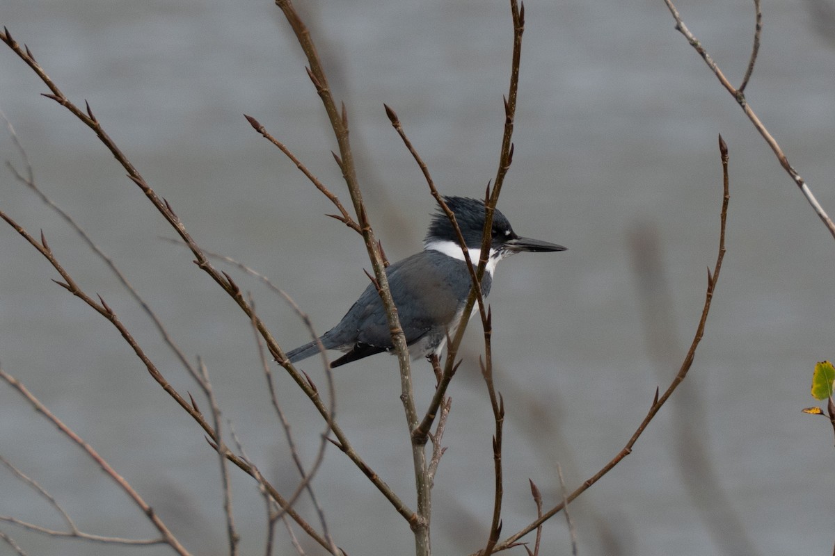 Belted Kingfisher - ML647419089