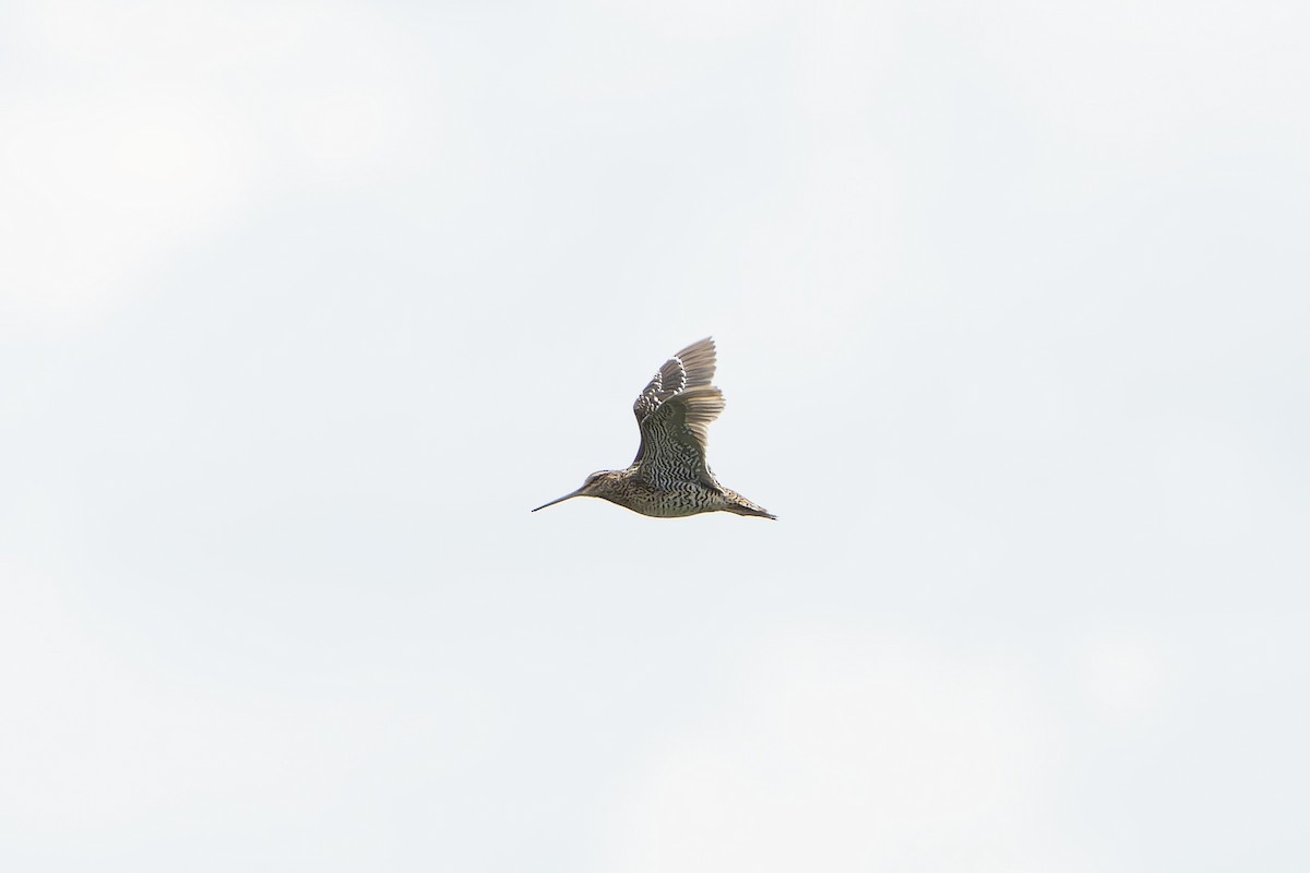 bekasina větší - ML647419093