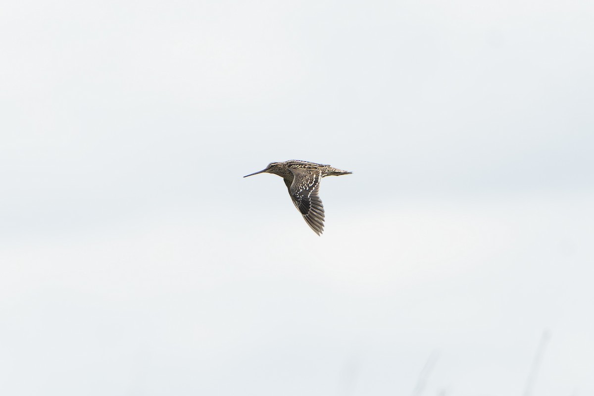 bekasina větší - ML647419096