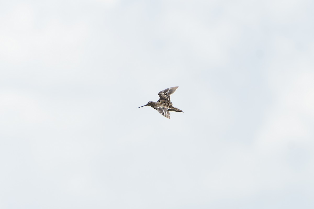 bekasina větší - ML647419097