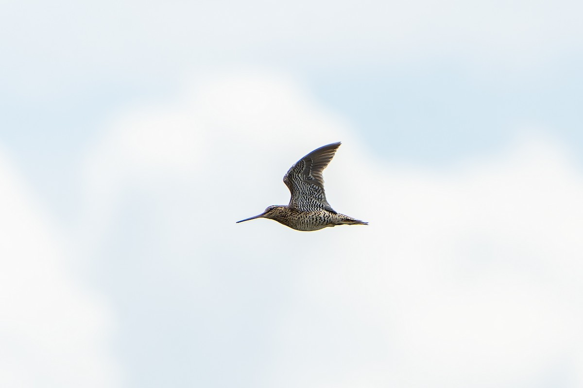 bekasina větší - ML647419099