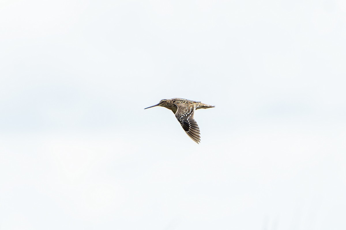 bekasina větší - ML647419100