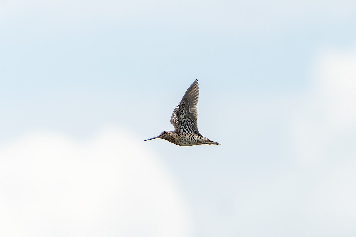 bekasina větší - ML647419101