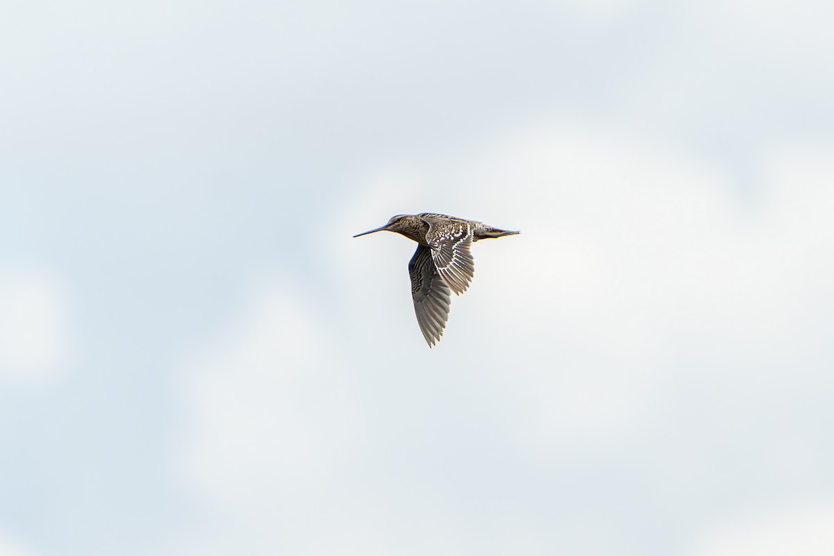 bekasina větší - ML647419102