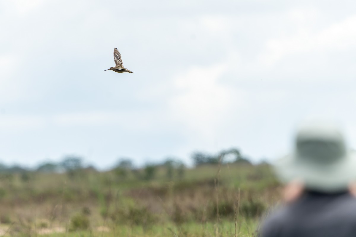 bekasina větší - ML647419104