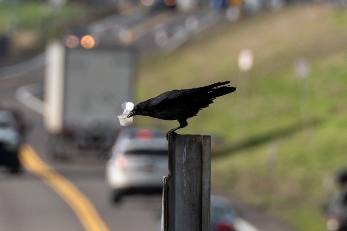 American Crow - ML647419107