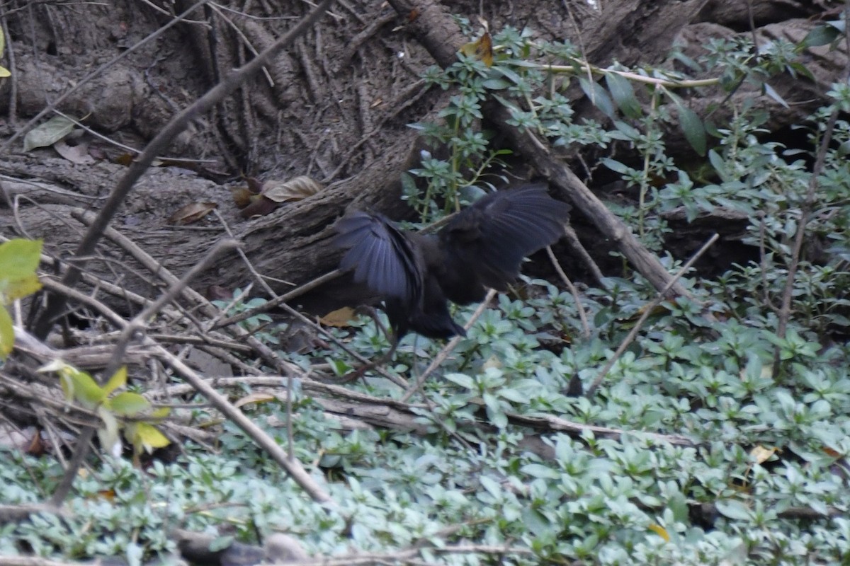 Black Crake - ML647419110