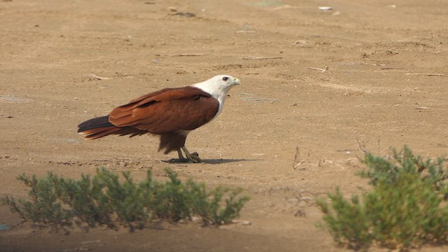 Браминский коршун - ML647419145