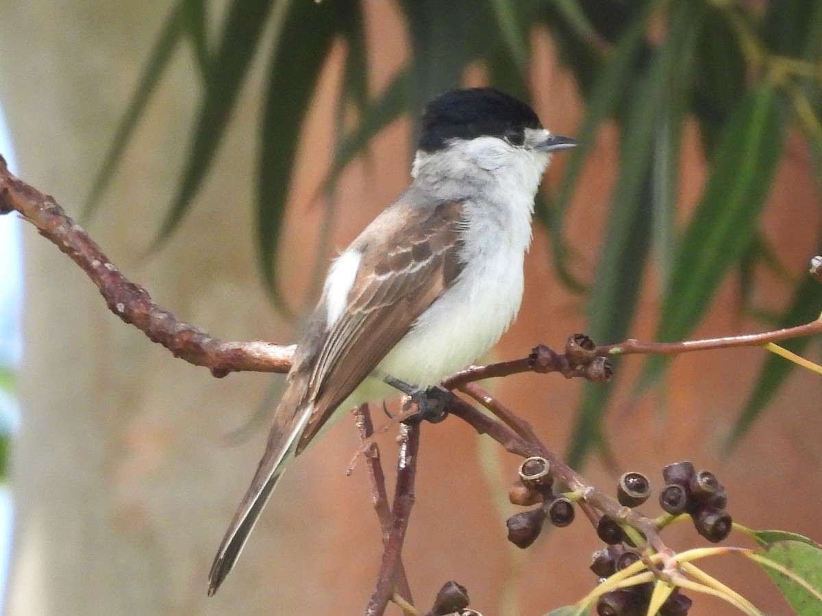 White-naped Xenopsaris - ML647419146