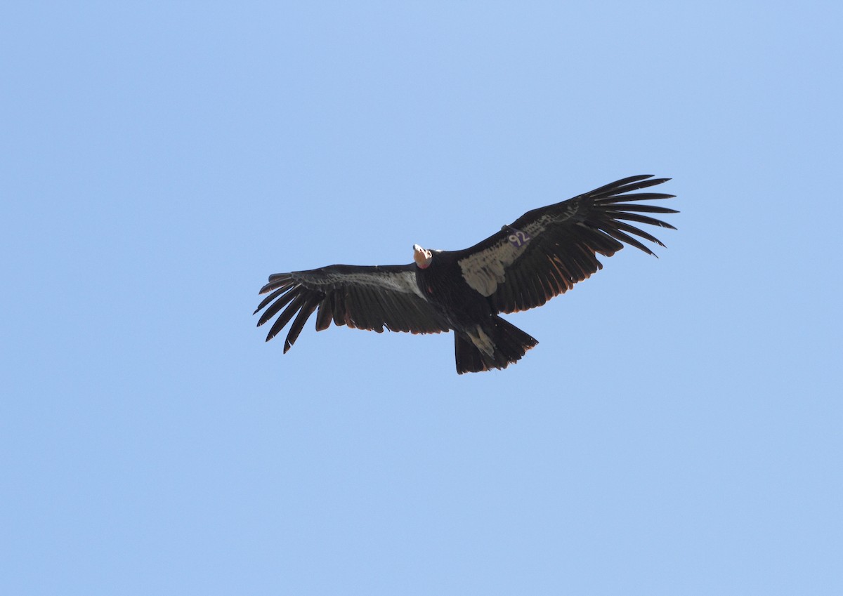 California Condor - ML647419147