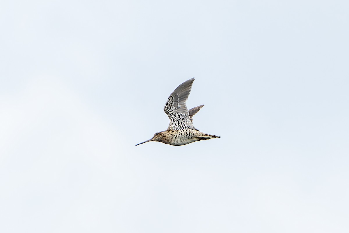 bekasina větší - ML647419151