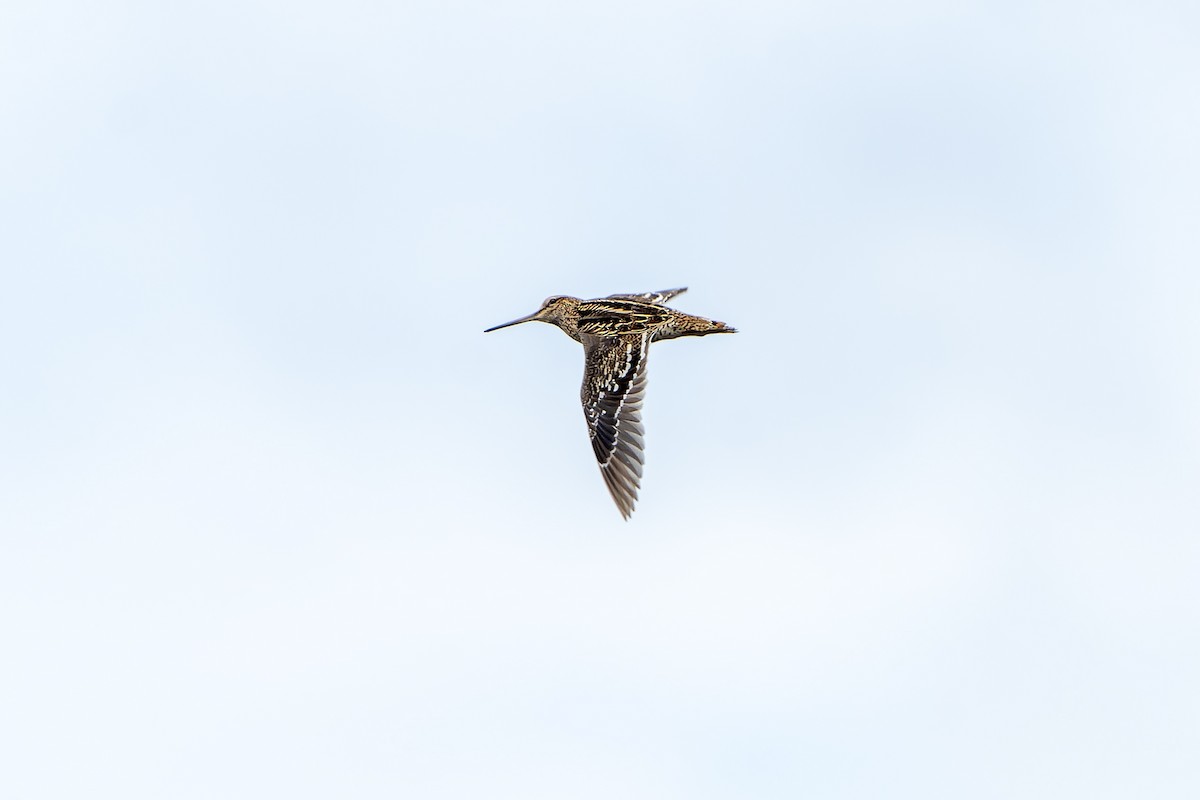 bekasina větší - ML647419152