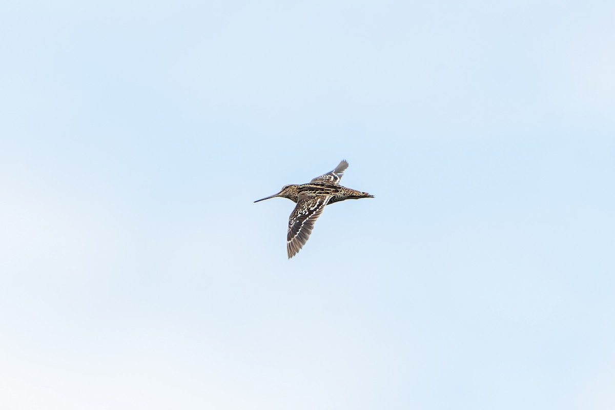 bekasina větší - ML647419153