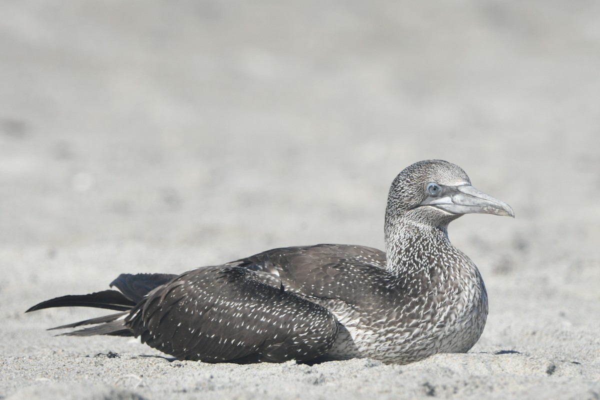 סולה מצויה - ML647419166
