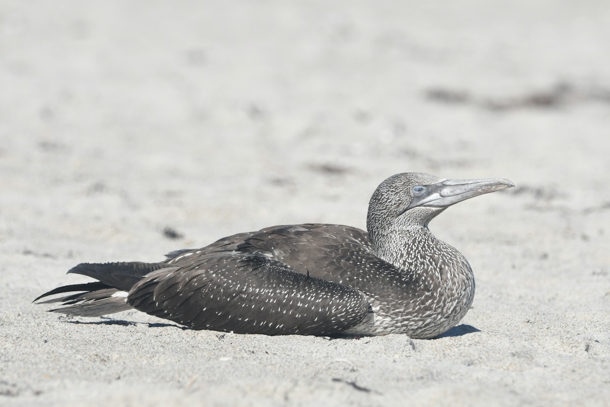 סולה מצויה - ML647419167