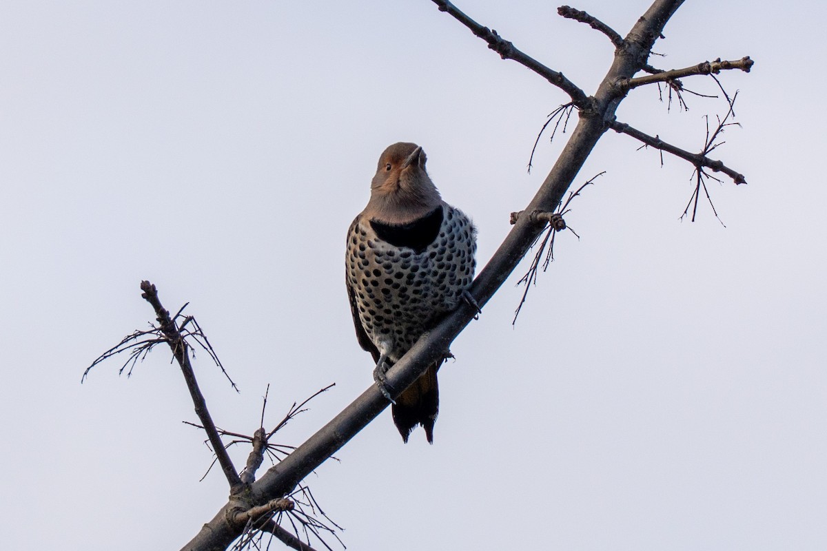 Northern Flicker - ML647419168