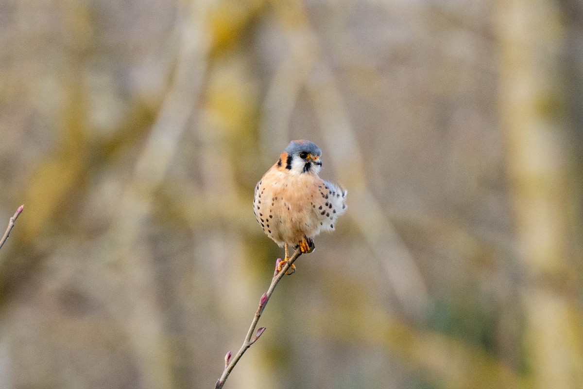 American Kestrel - ML647419170