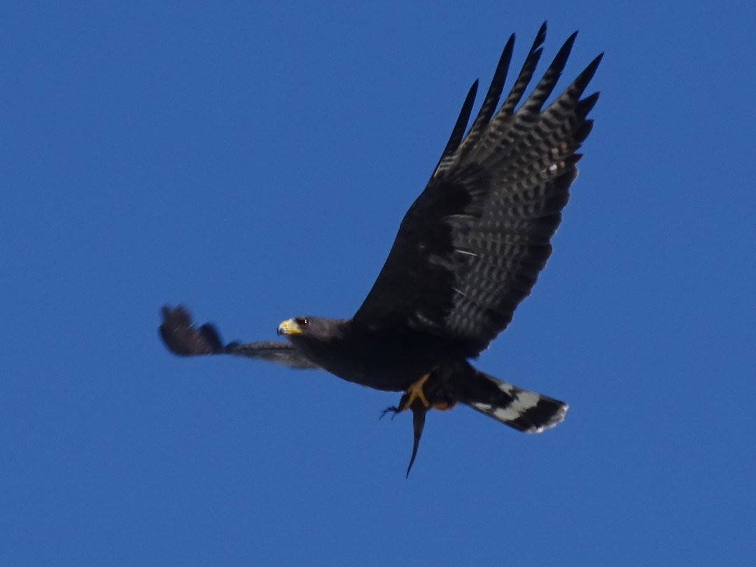 Zone-tailed Hawk - ML647419179