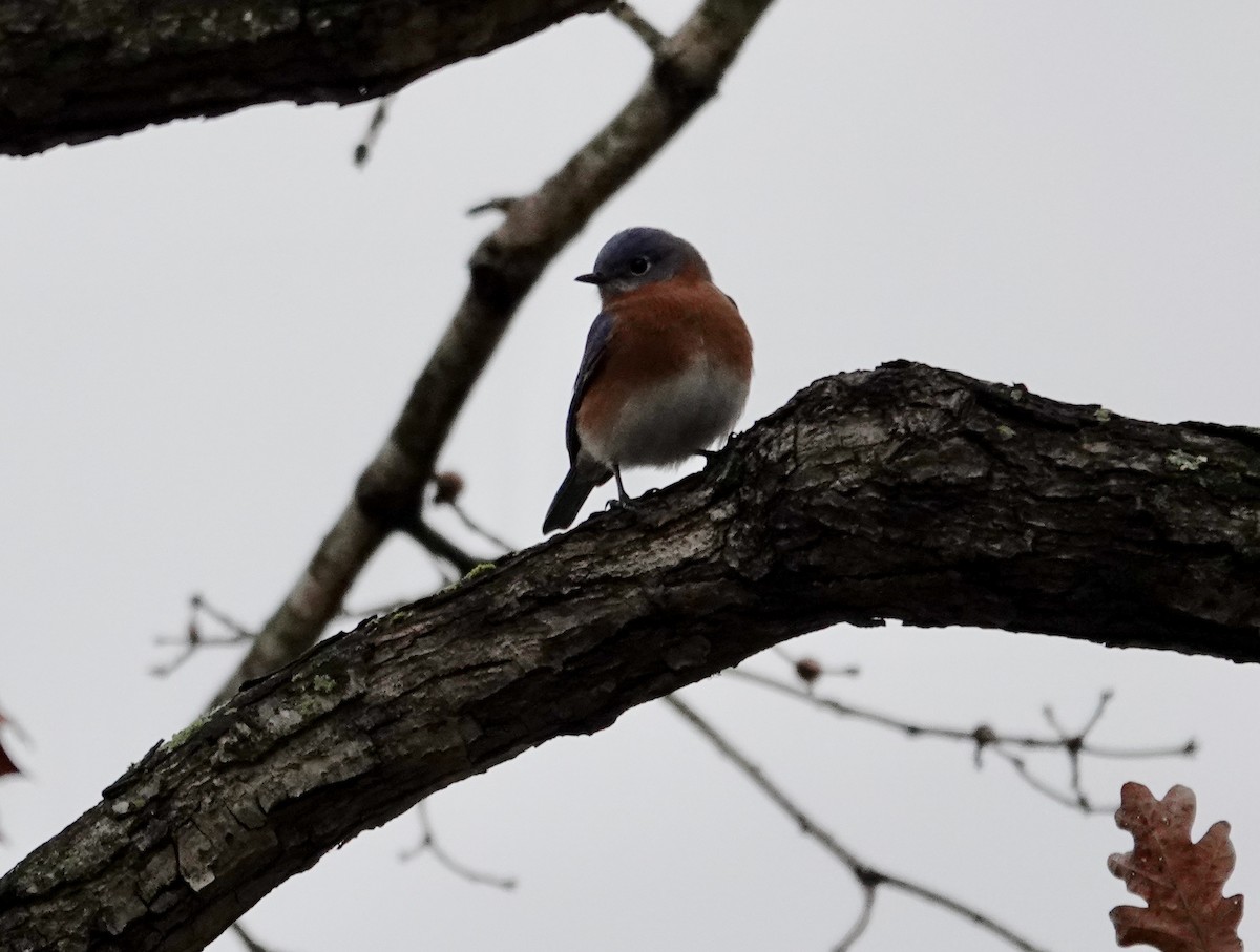 Eastern Bluebird - ML647419186