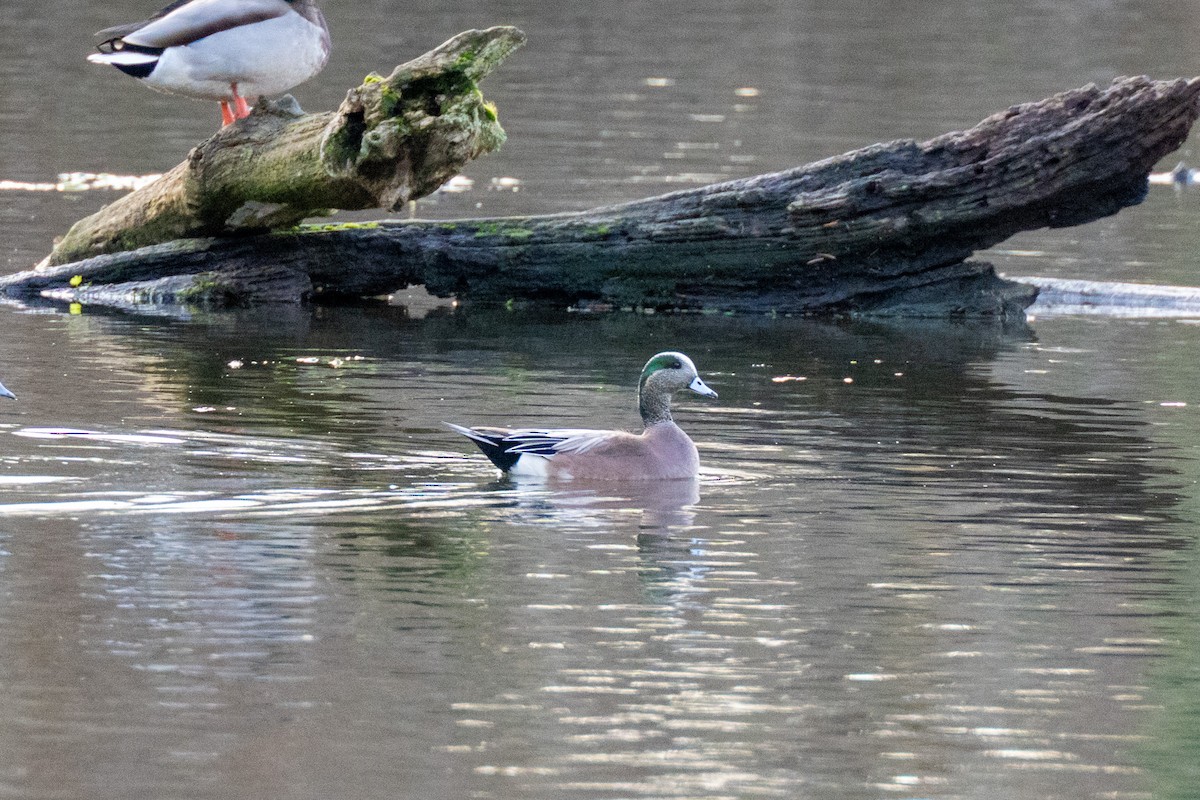 葡萄胸鴨 - ML647419188