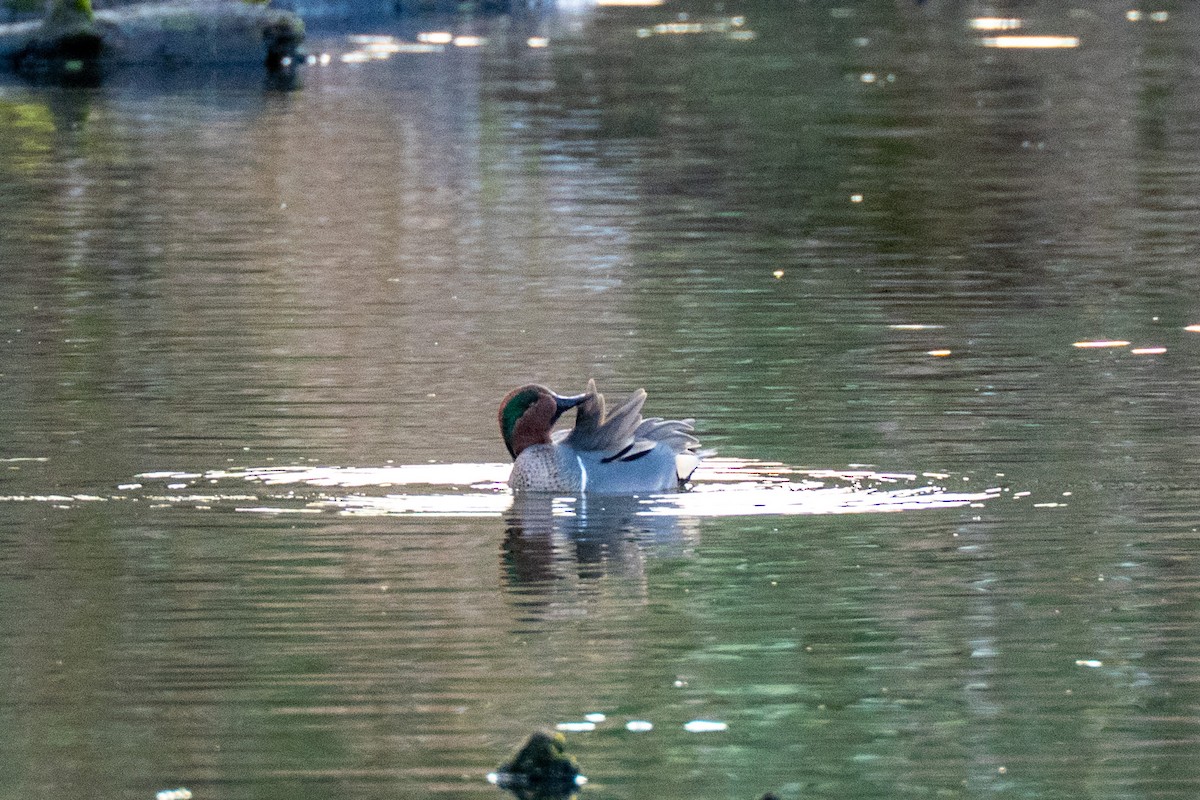 小水鴨 - ML647419191