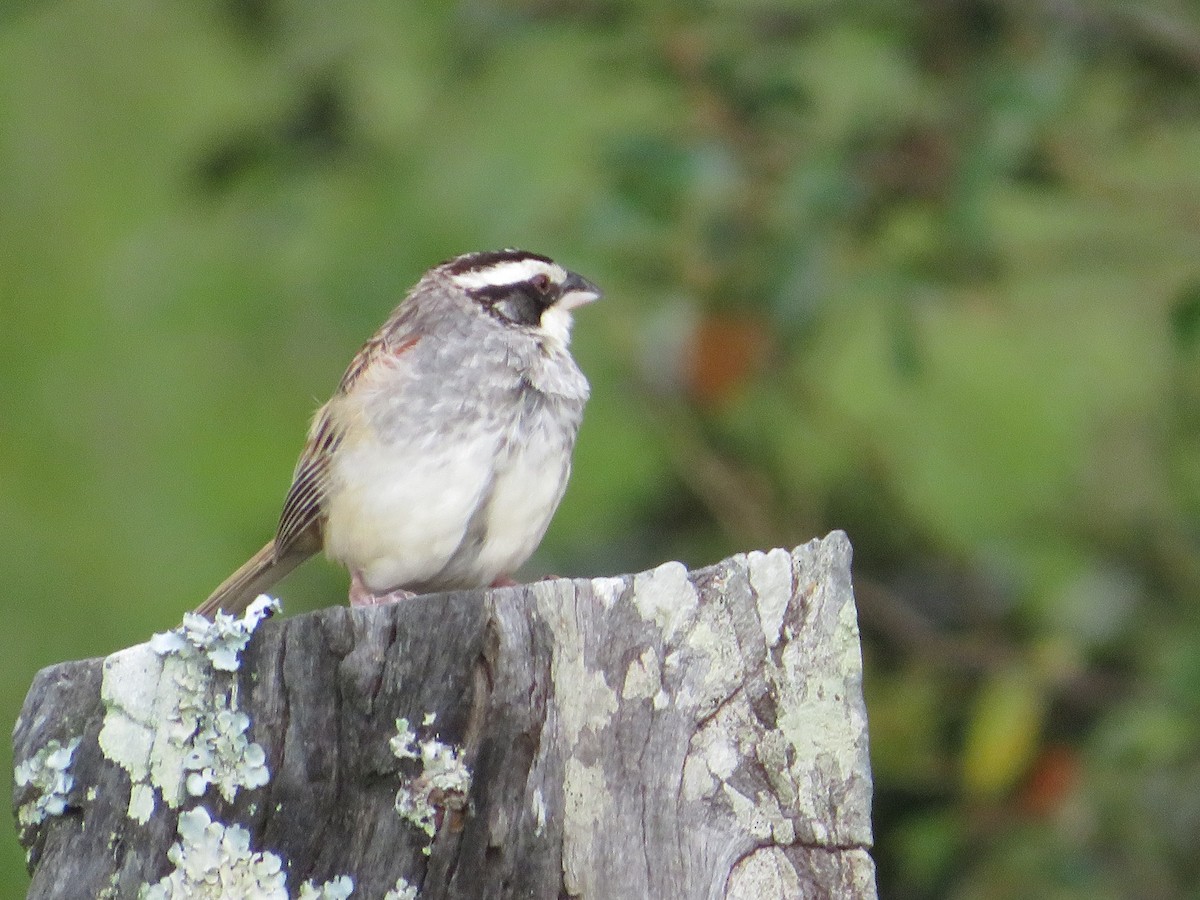 Stripe-headed Sparrow - ML647419194