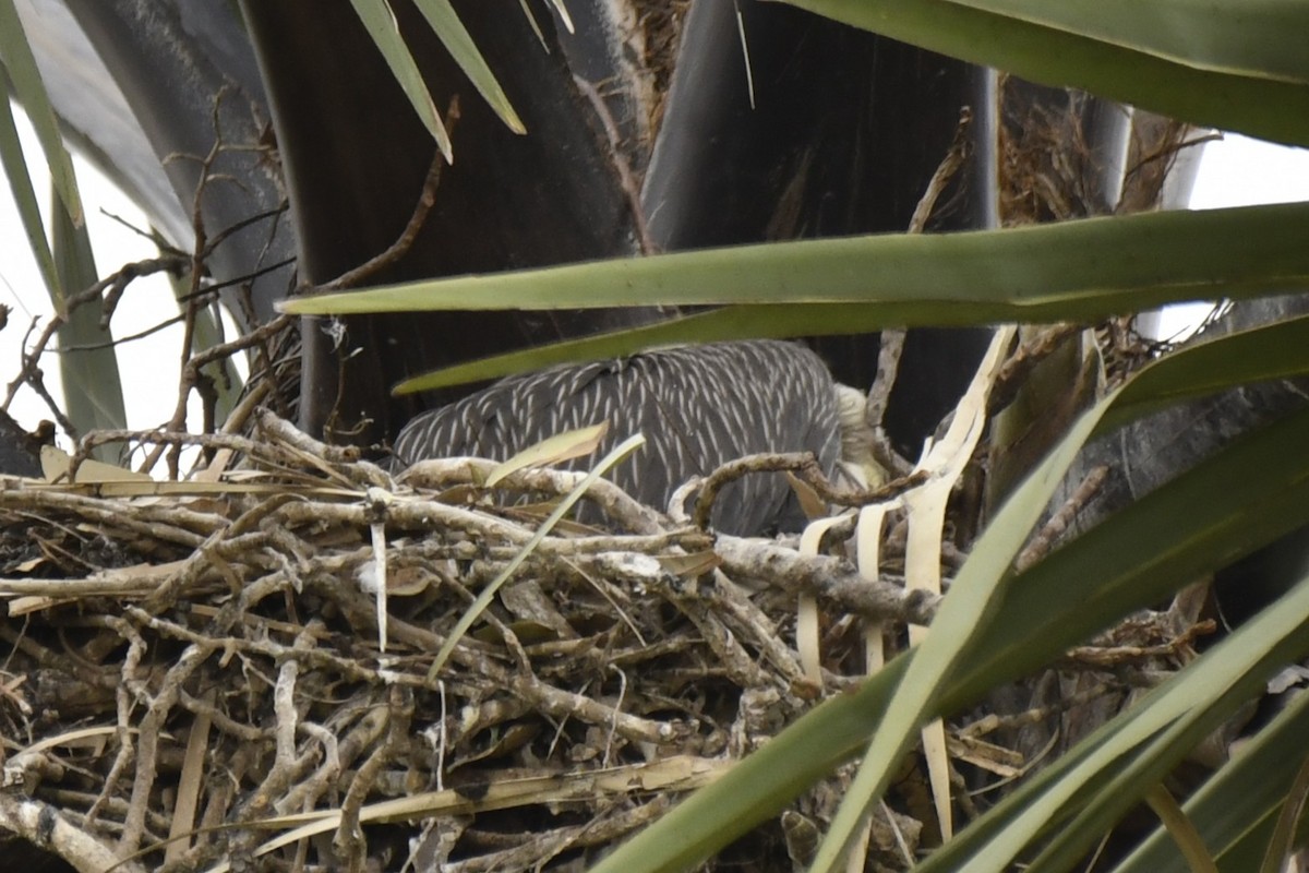 White-backed Vulture - ML647419196