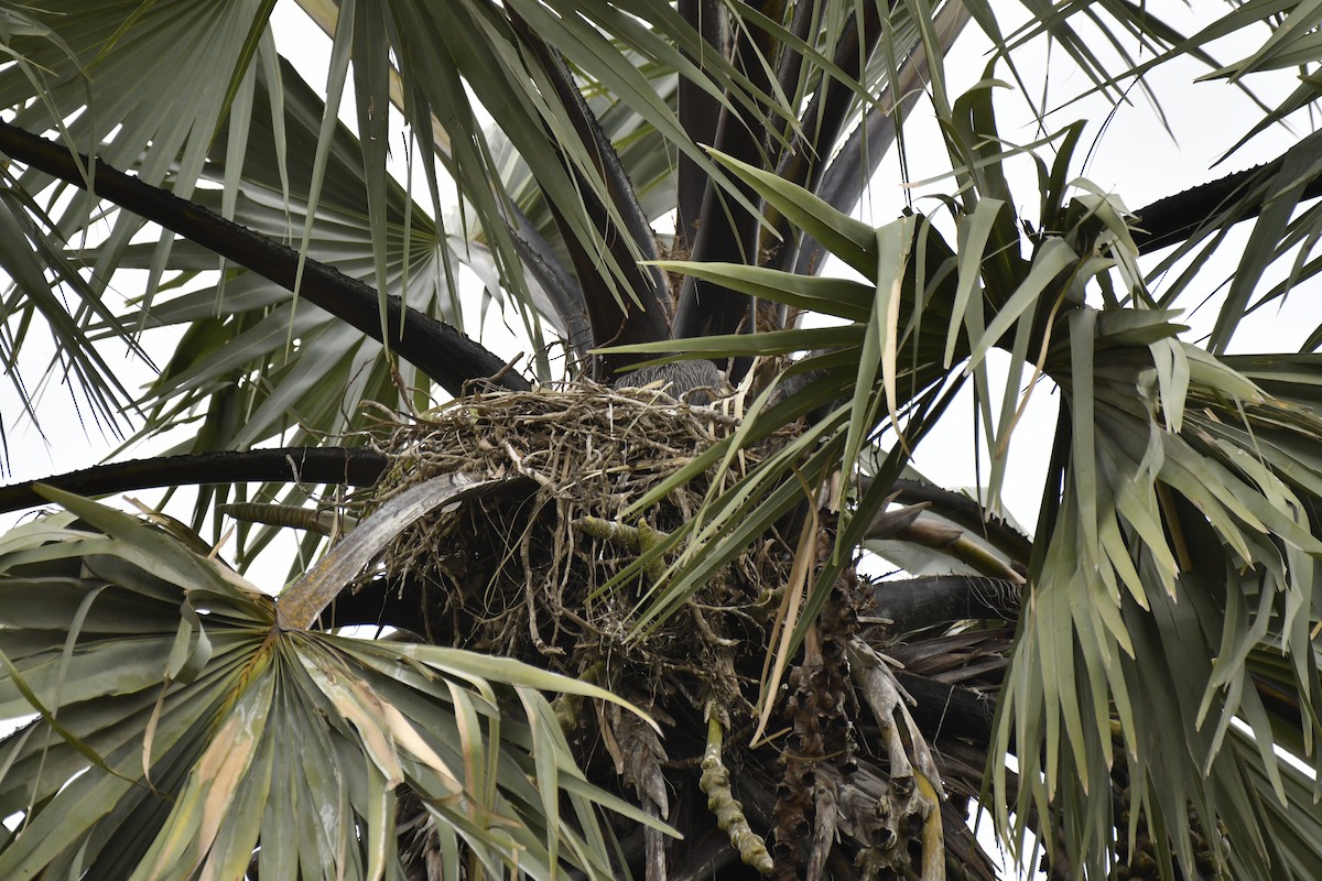 White-backed Vulture - ML647419197