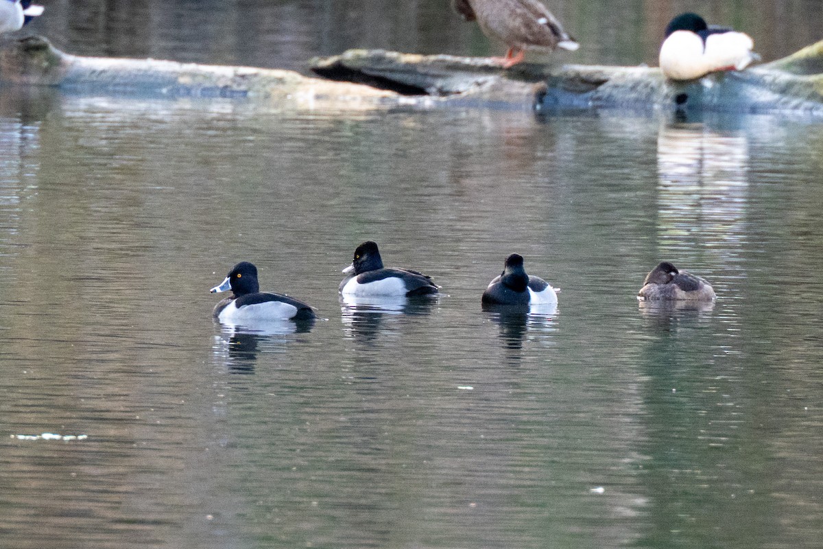 環頸潛鴨 - ML647419203