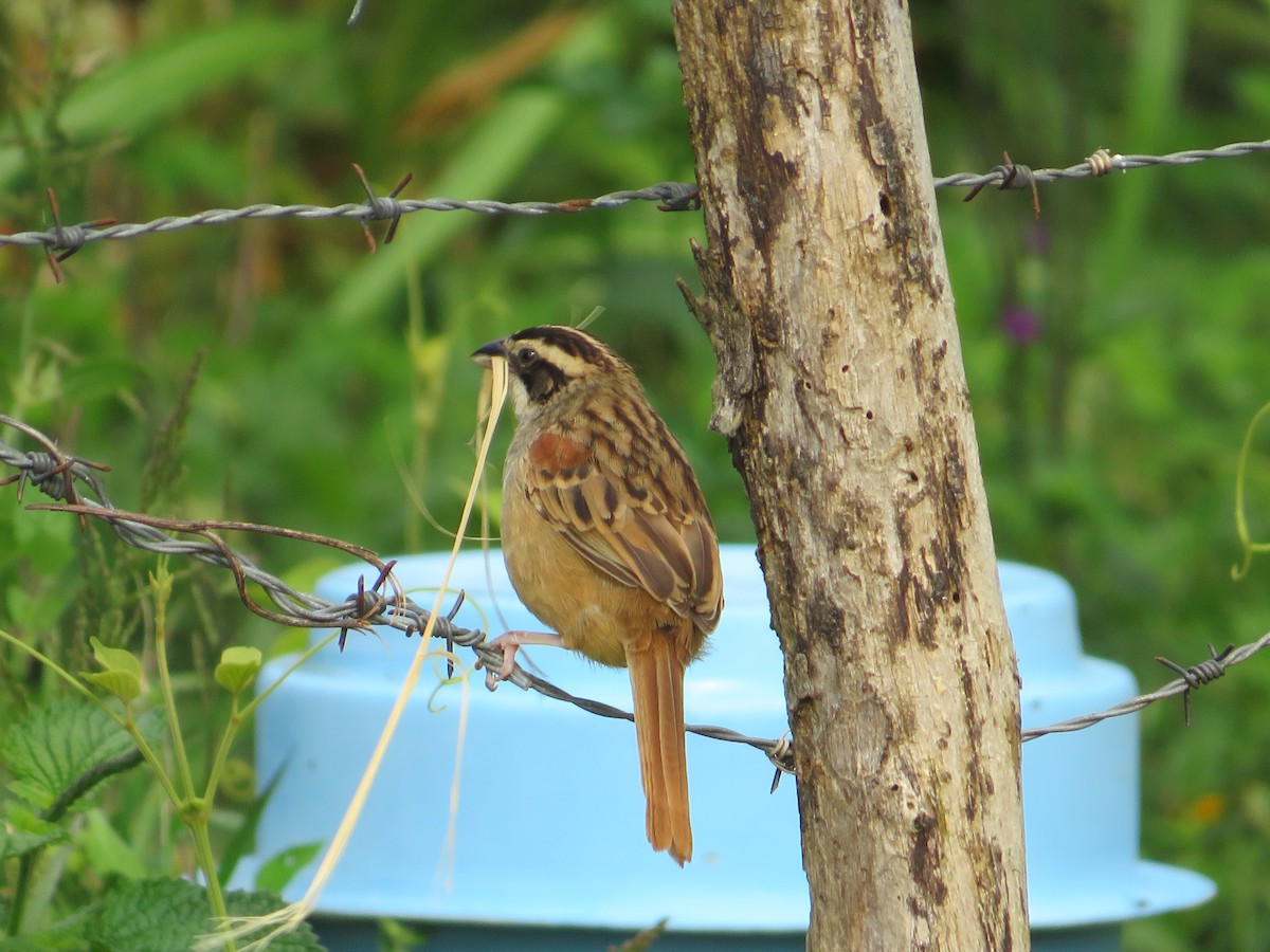 Stripe-headed Sparrow - ML647419205
