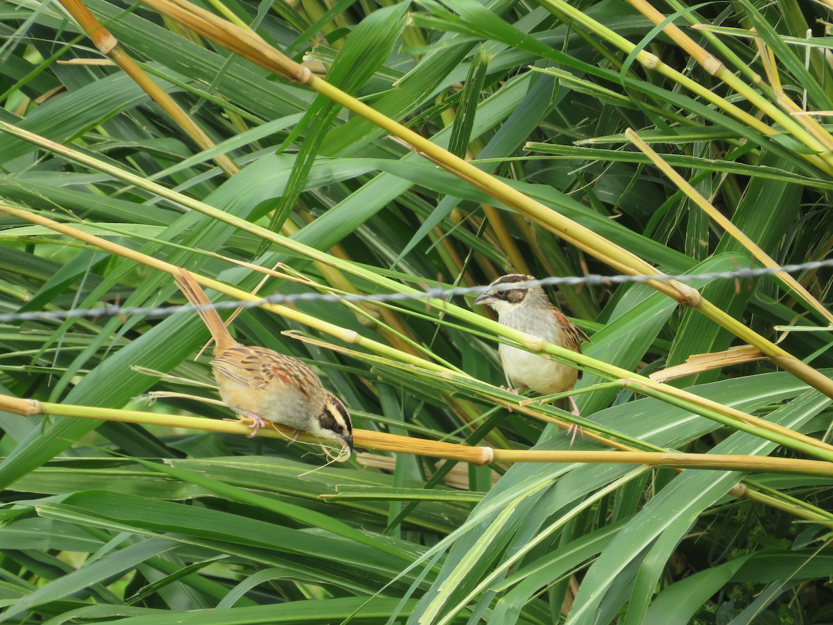 Stripe-headed Sparrow - ML647419210