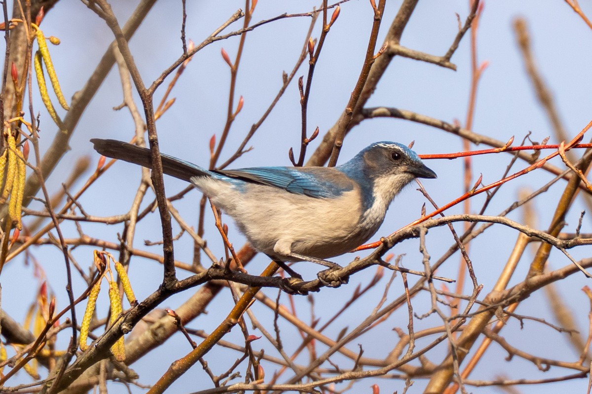 California Scrub-Jay - ML647419212