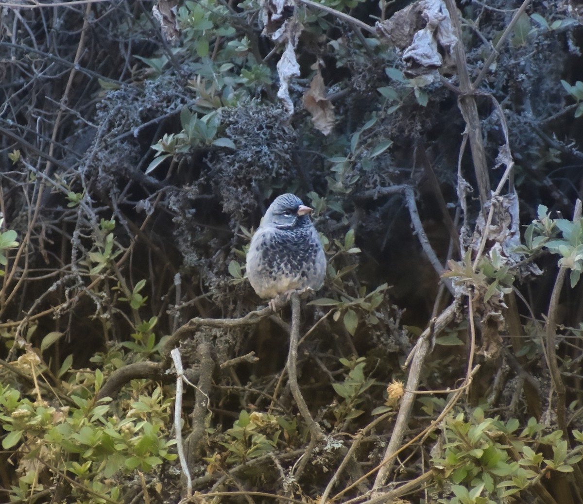 Mourning Sierra Finch - ML647419213