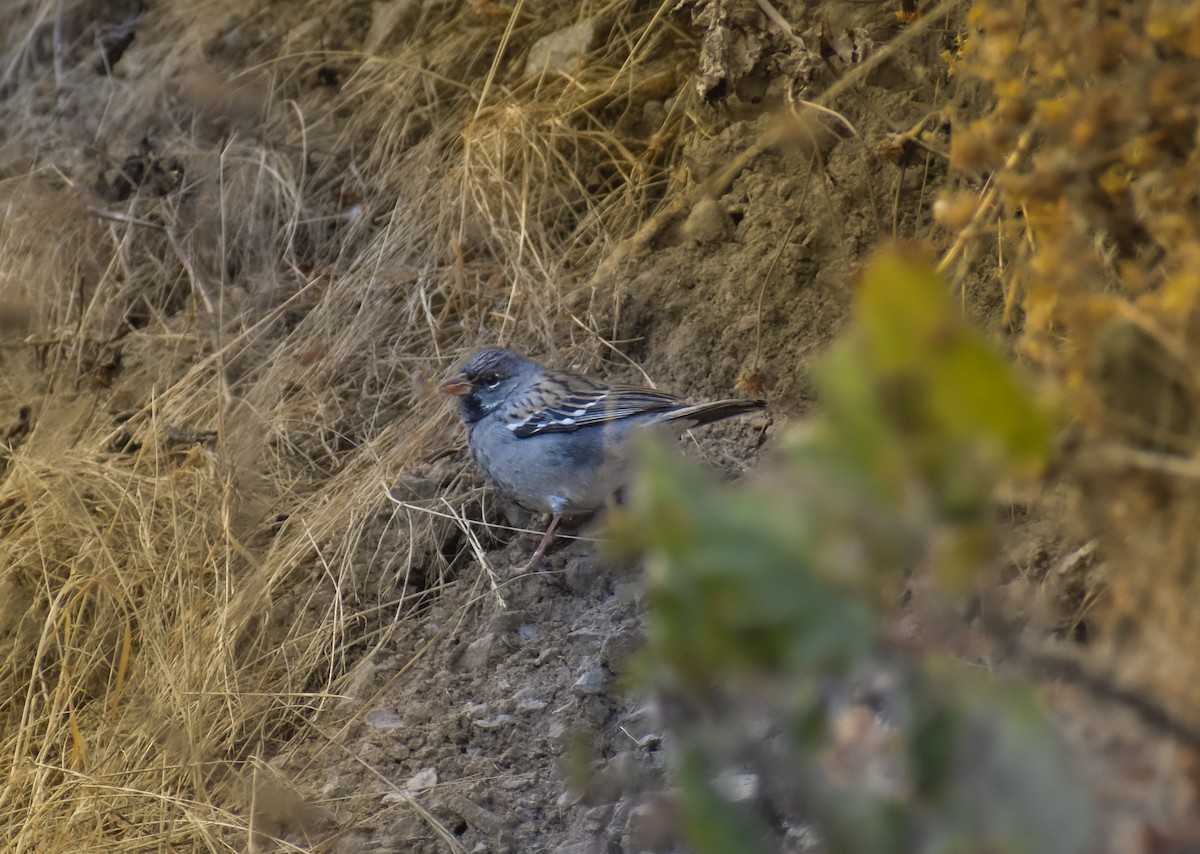 Mourning Sierra Finch - ML647419214