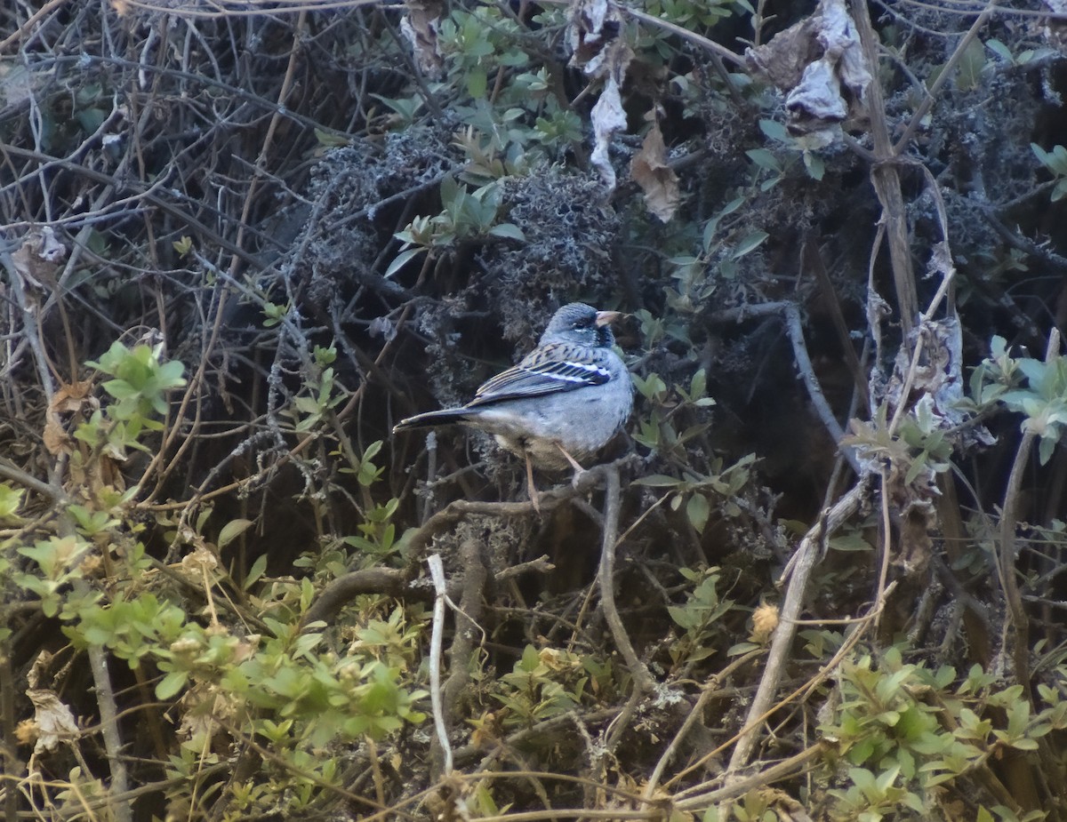 Mourning Sierra Finch - ML647419215