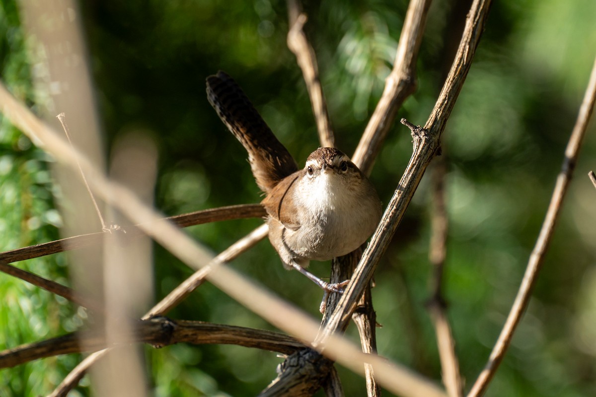 Bewick's Wren - ML647419223