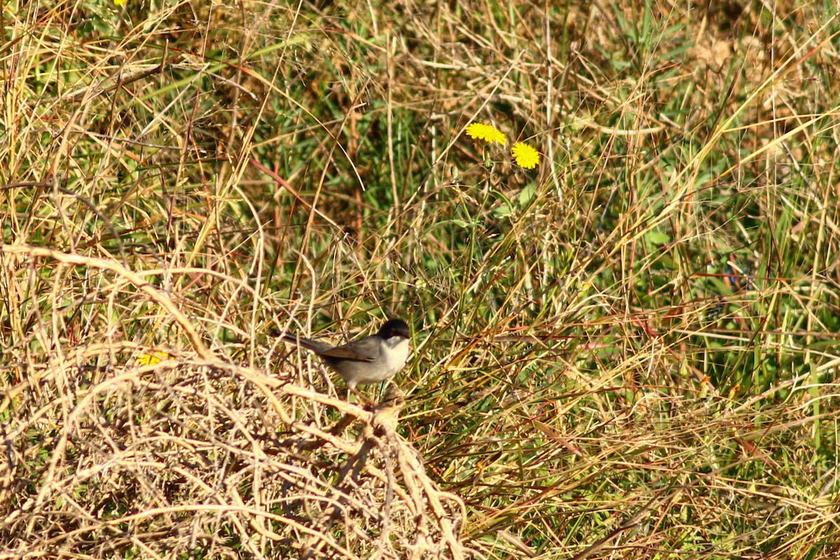 Sardinian Warbler - ML647419224