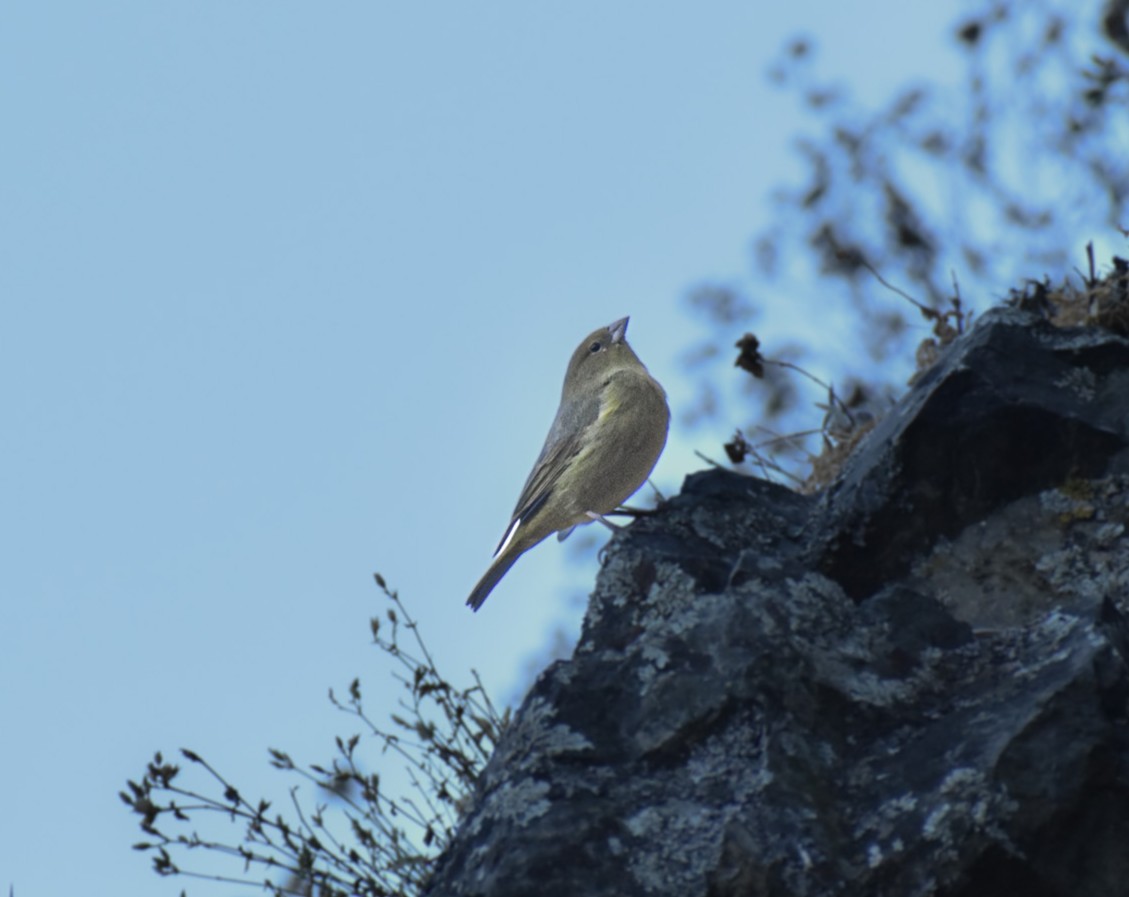 Greenish Yellow-Finch - ML647419230