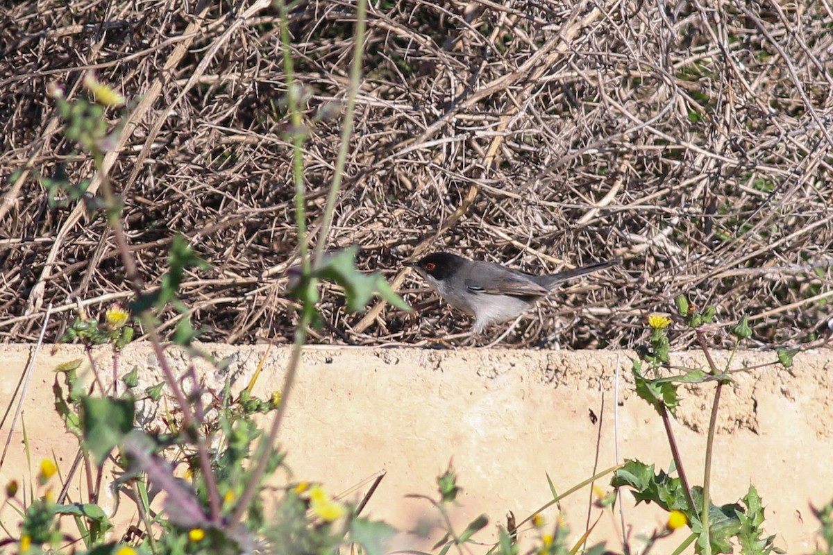 Sardinian Warbler - ML647419236