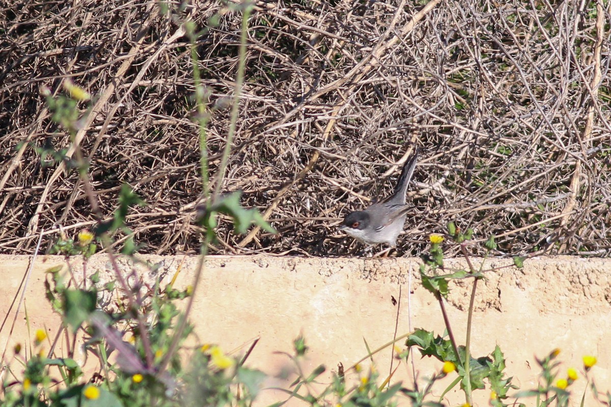 Sardinian Warbler - ML647419252