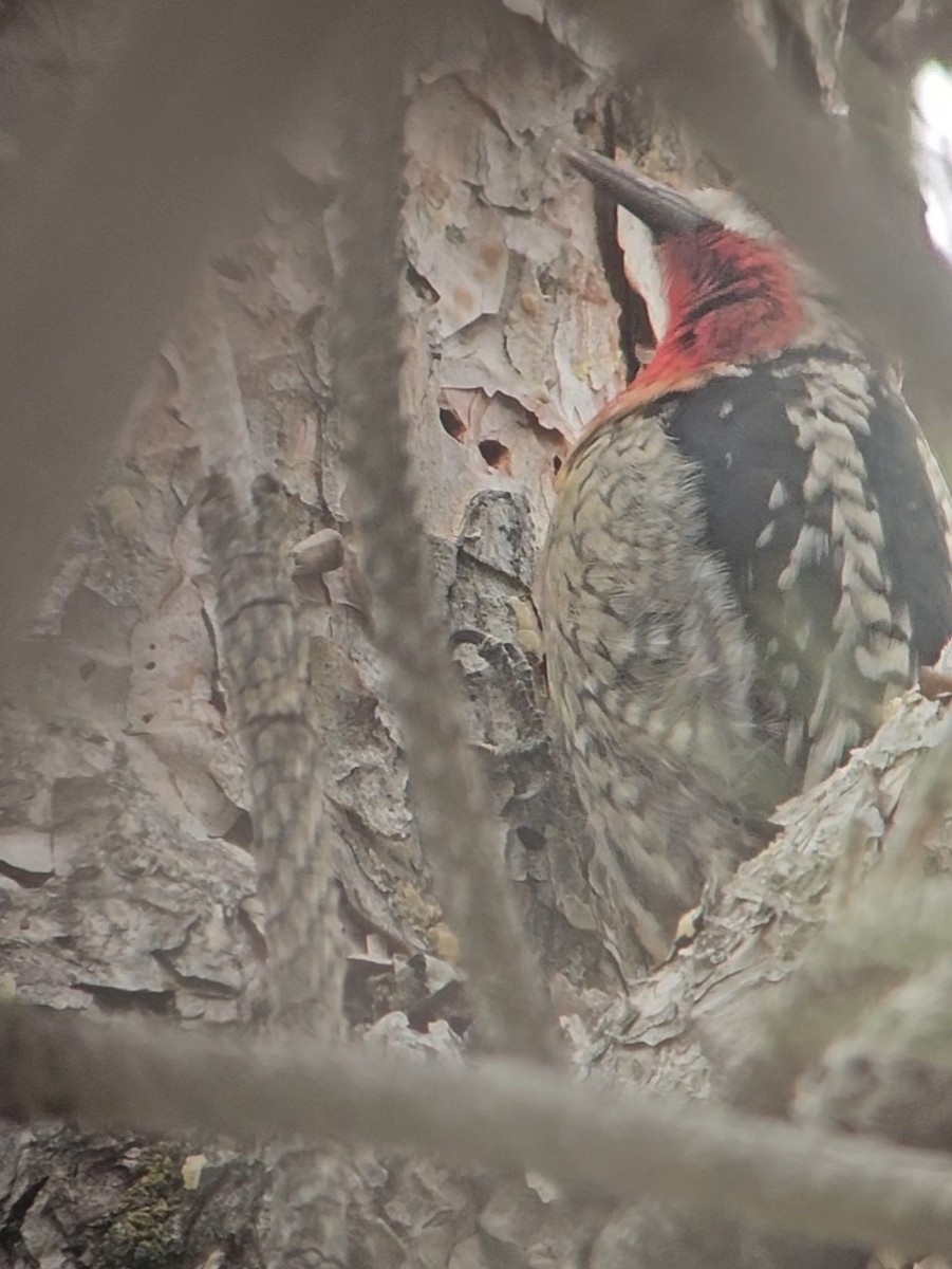 Red-breasted Sapsucker - ML647419253