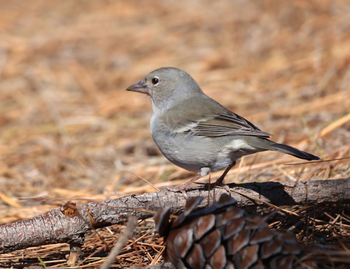 Mavi İspinoz - ML647419258