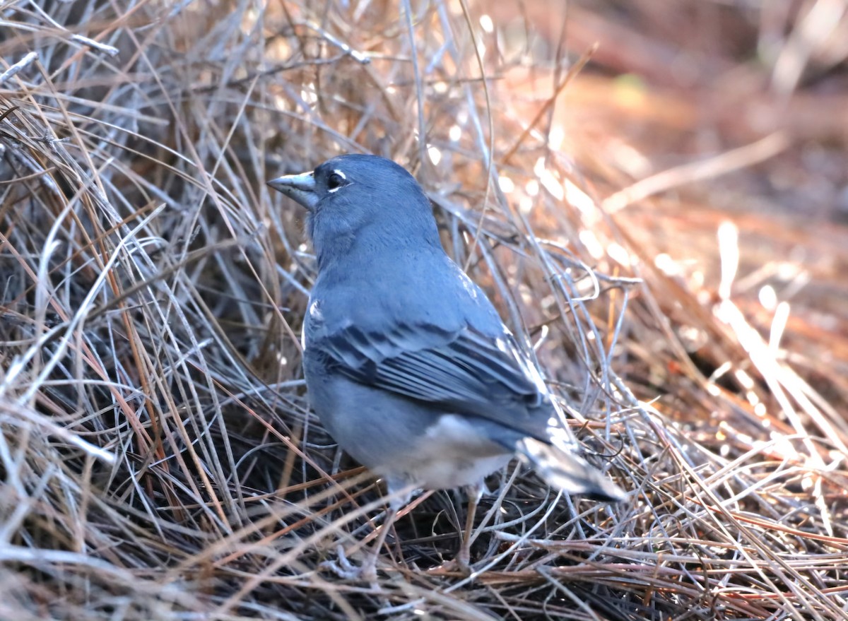 Mavi İspinoz - ML647419259