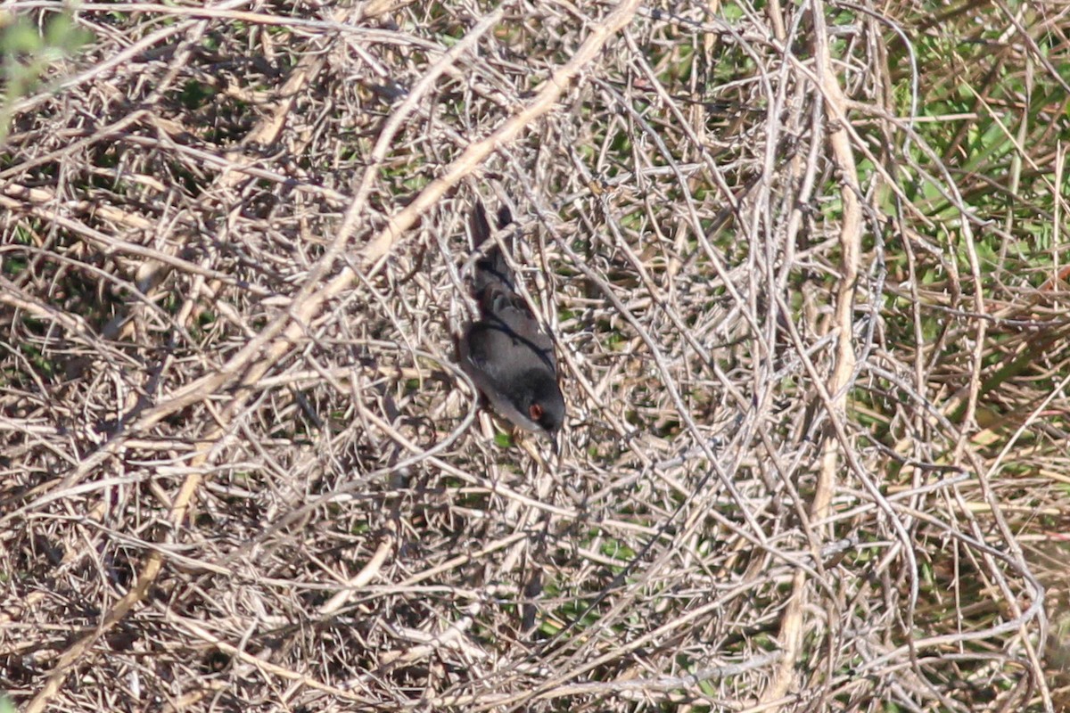 Sardinian Warbler - ML647419265