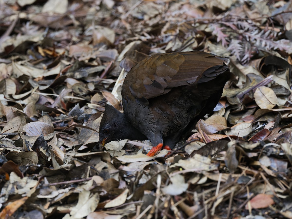 Orange-footed Megapode - ML647419270