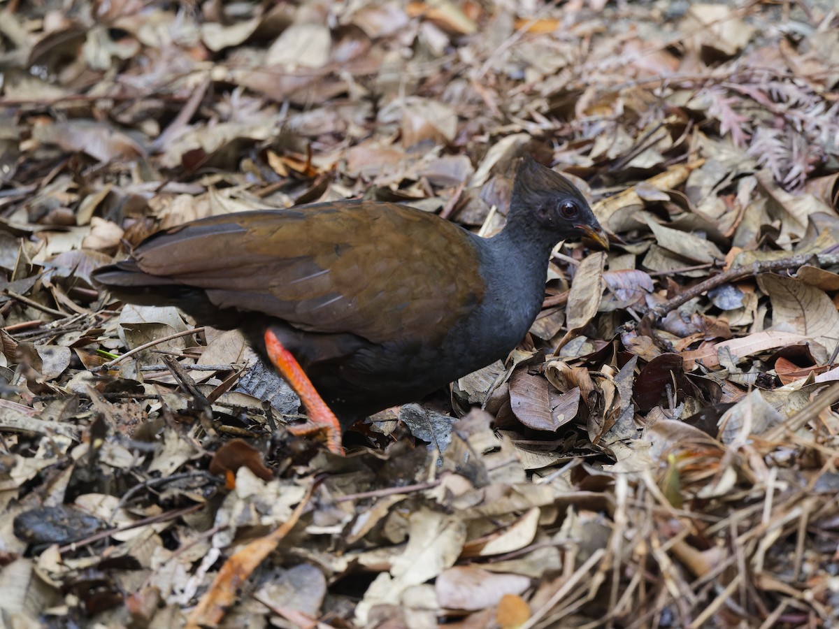 Orange-footed Megapode - ML647419271