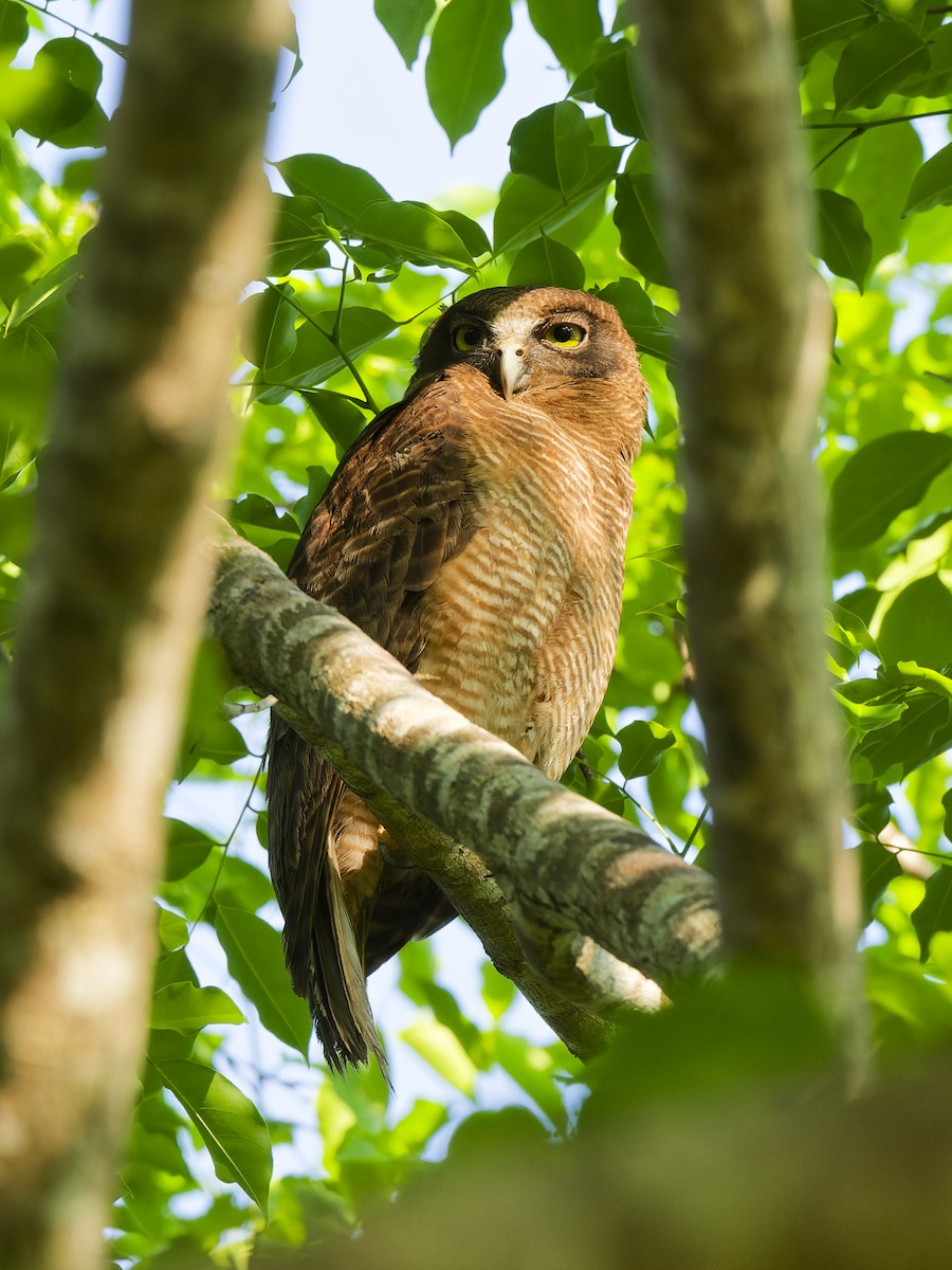 Kızıl Bubuk - ML647419291
