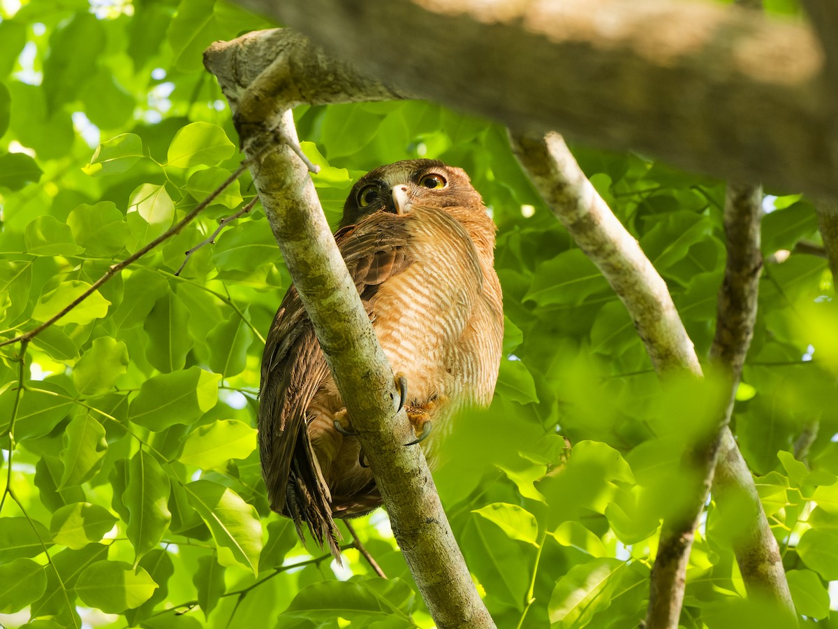 Kızıl Bubuk - ML647419292